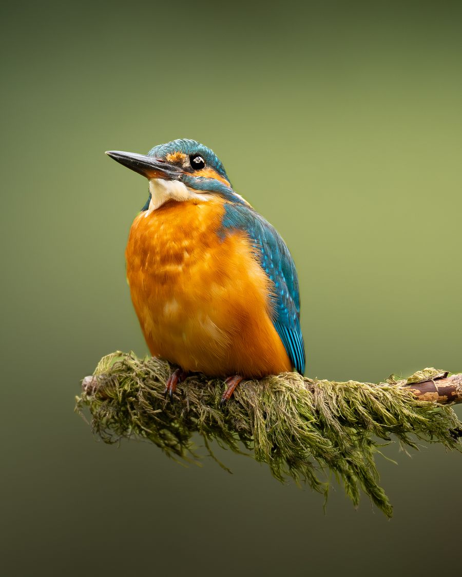 A Dash of Colour 3