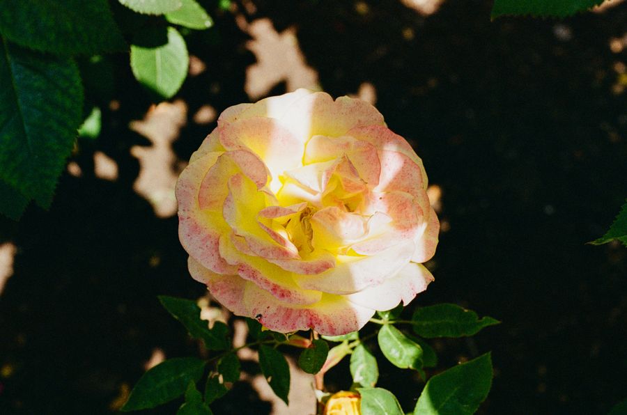 Golden glow