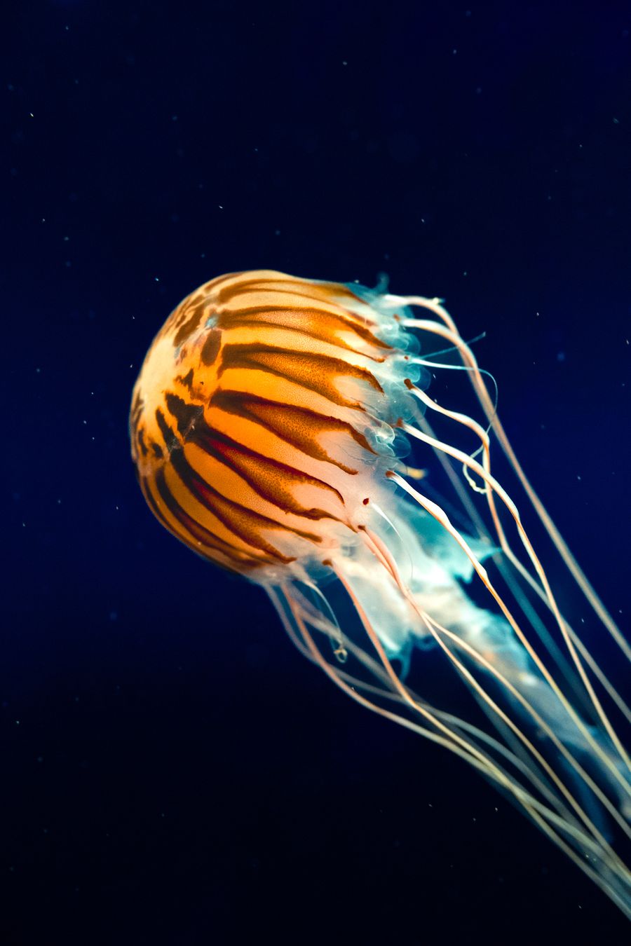 Jellyfish 1.0