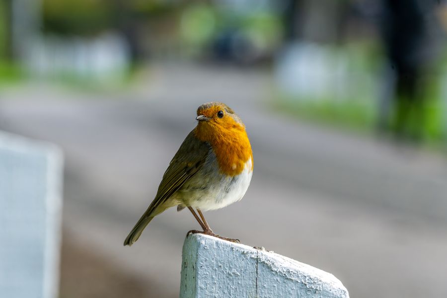 Young Robin on Post in Hedon.