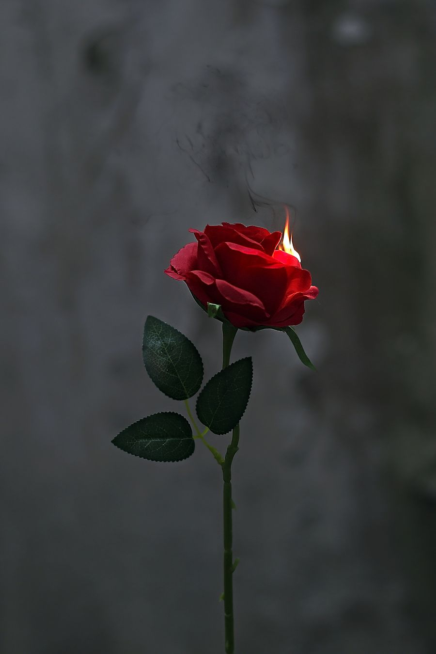 A rose and smoke