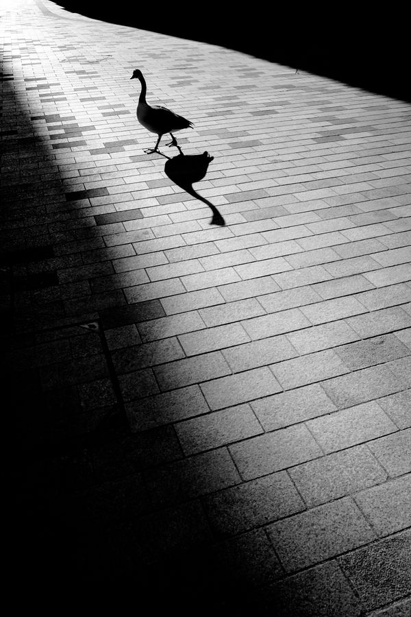 A lone Canadian goose silhouetted by the setting sun as it walks across First Street in Manchester City Centre. This was taken the day before lockdown in the UK and with the streets much quieter than usual, the geese from the nearby canal were feeling pretty adventurous!
