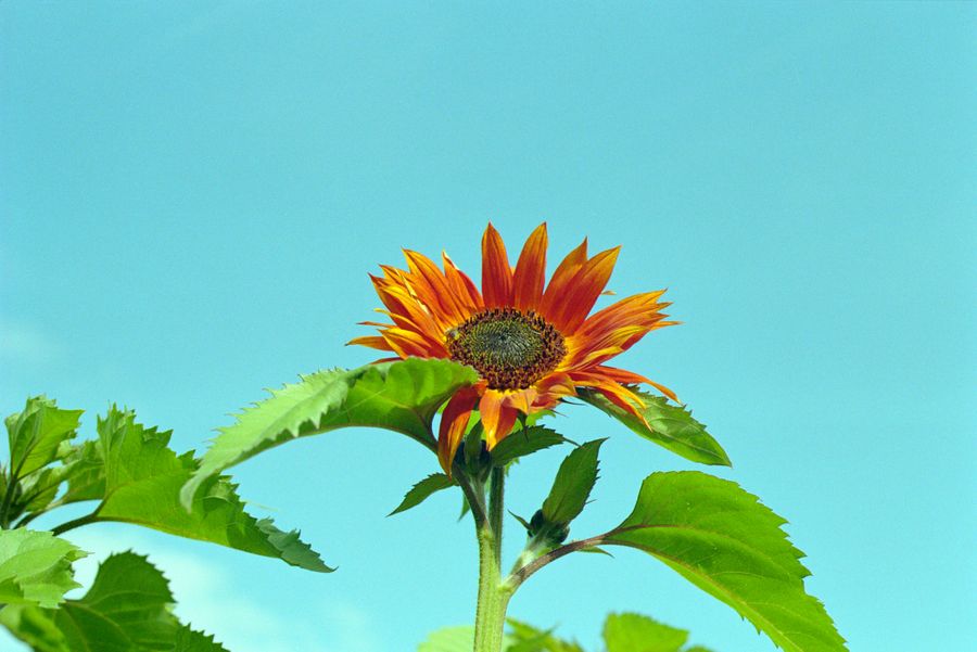 Summer Sunflower