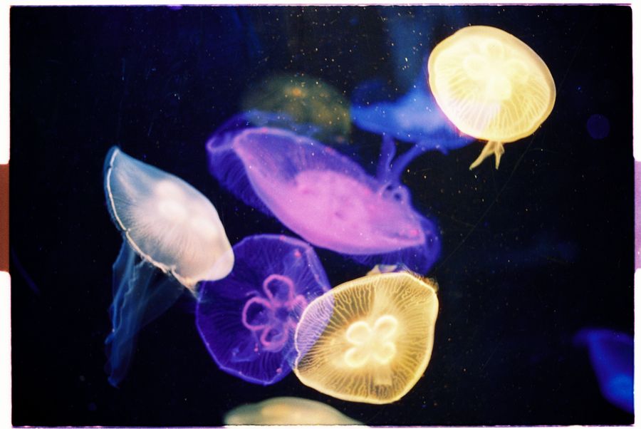 Jellyfish