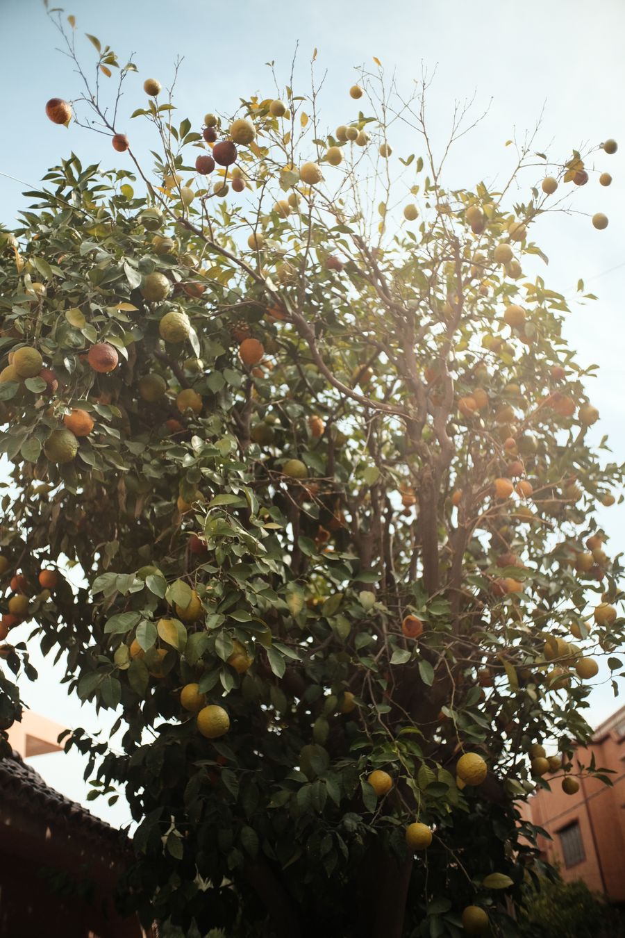 Marrakech Orange Tree