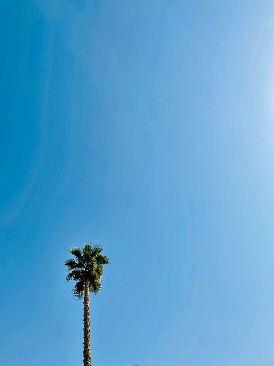 A Lonely Palm