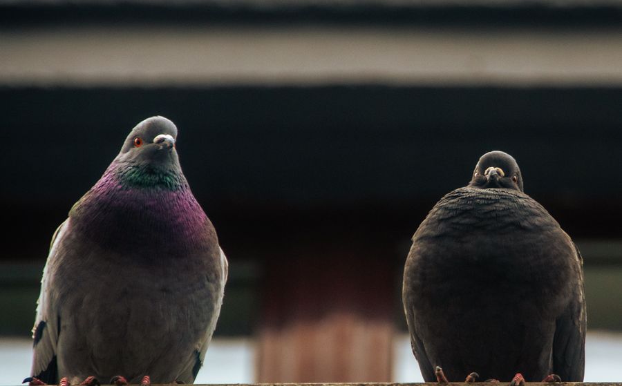 Pigeon Pals
