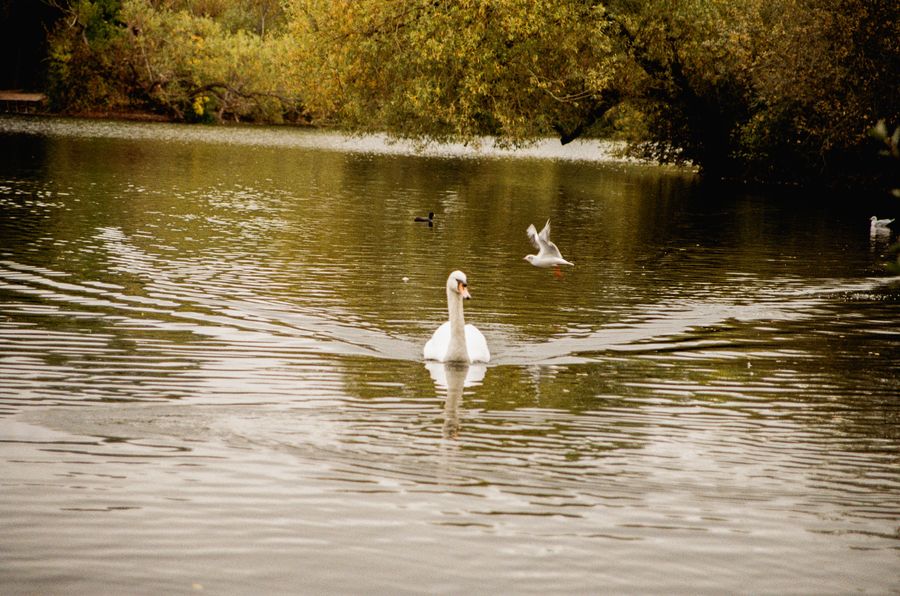 Duck! I’m flying over 