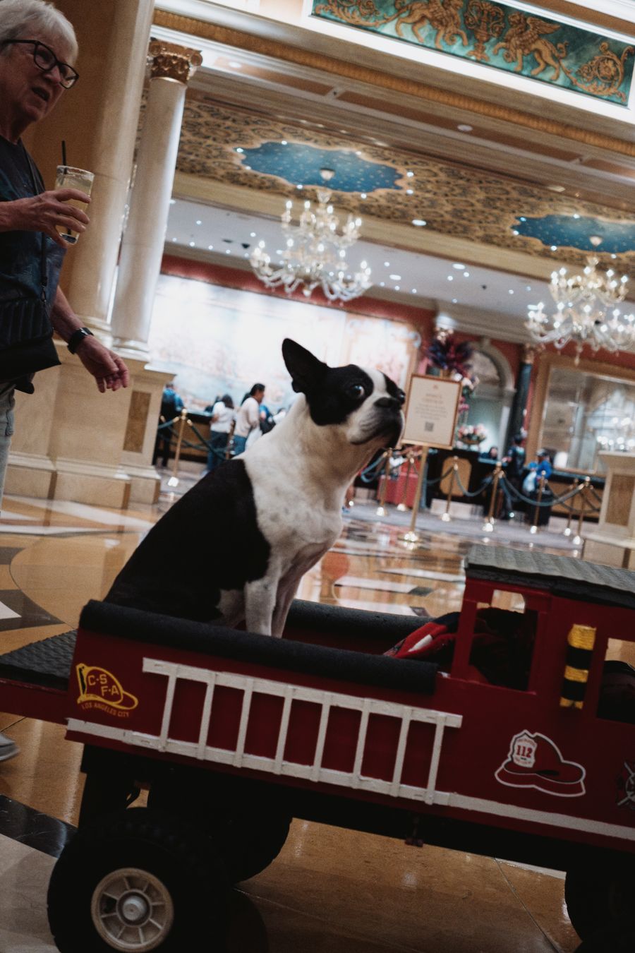 Vegas Dog at Caesars Palace