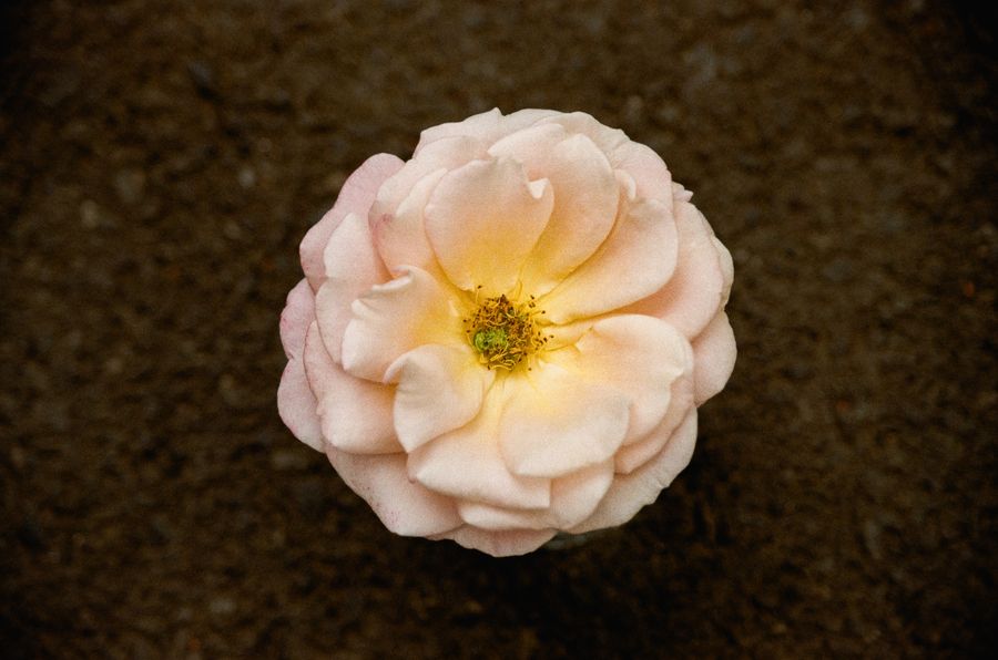 Beauty and the bloom