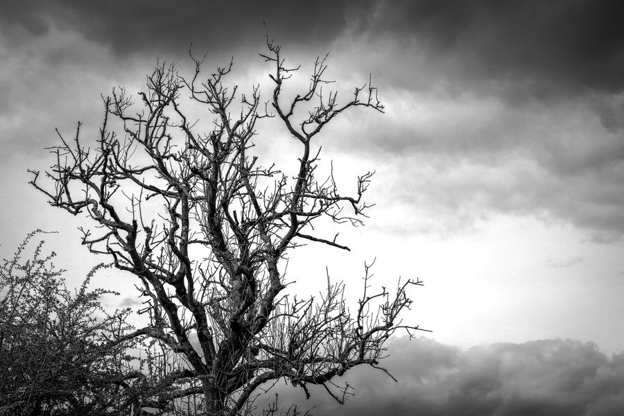 Branches of time 