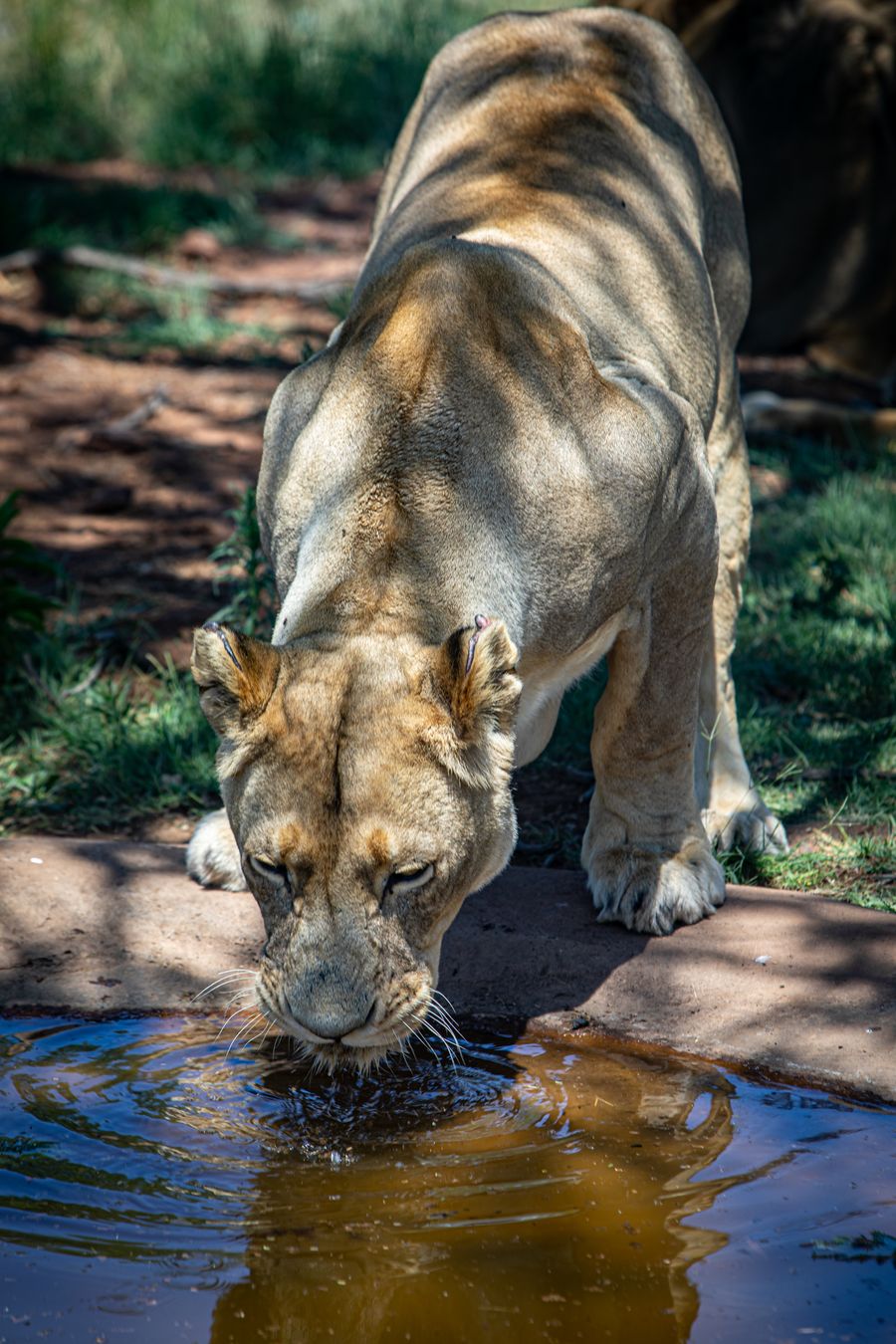 Powerful Thirst
