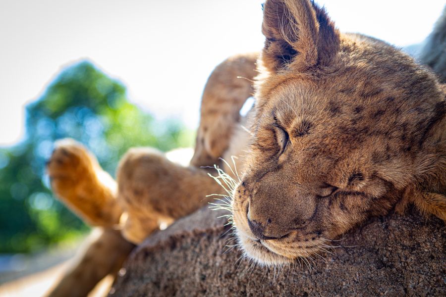 Sunbathing Lion Cub