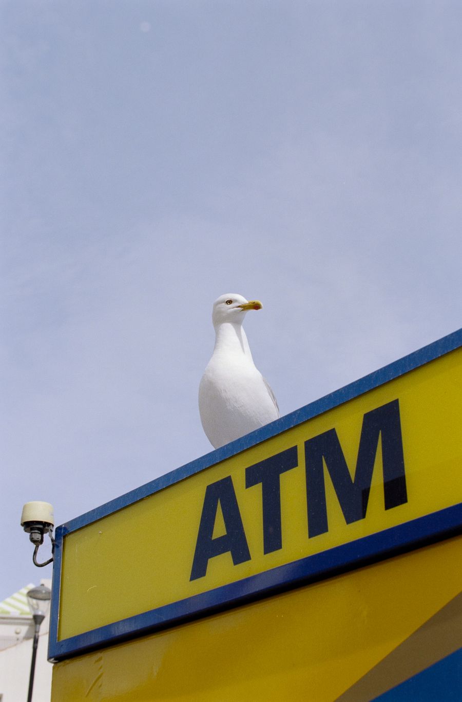 Seagull in Portugal