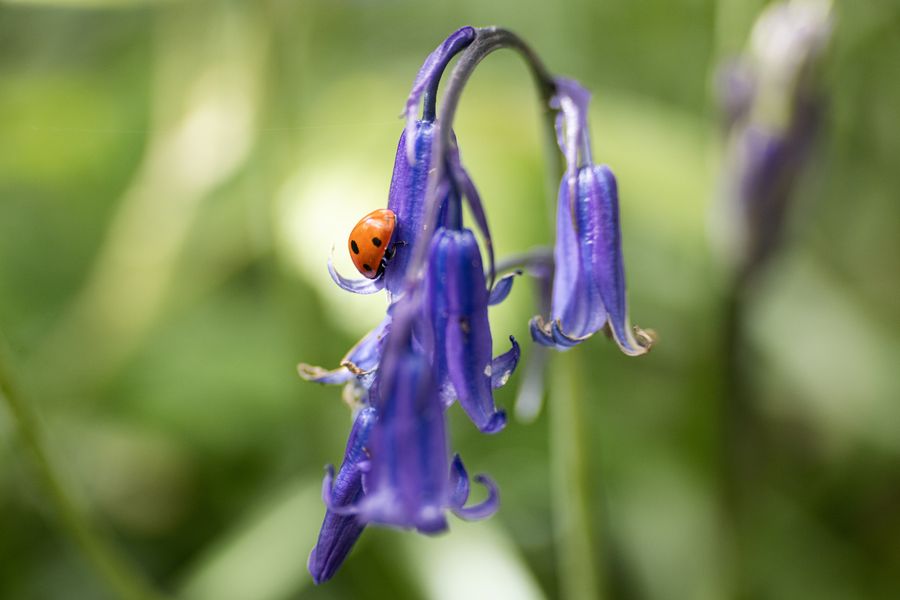 Ladybird on Bluebells