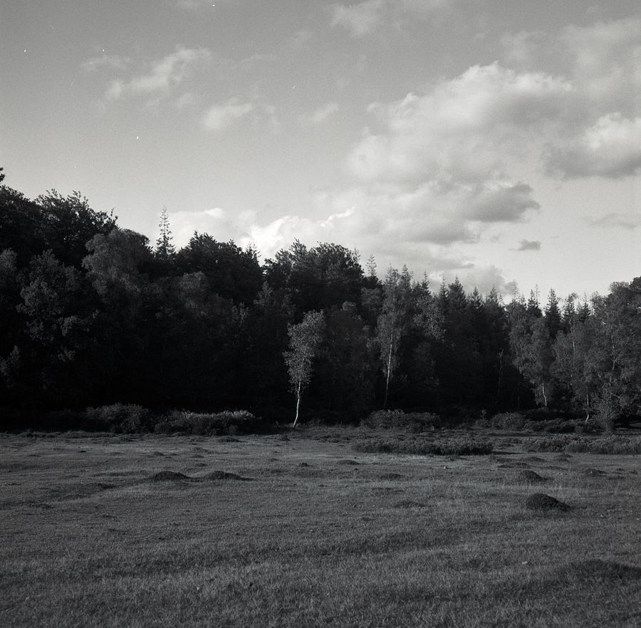 Follow The Lines Of The Trees