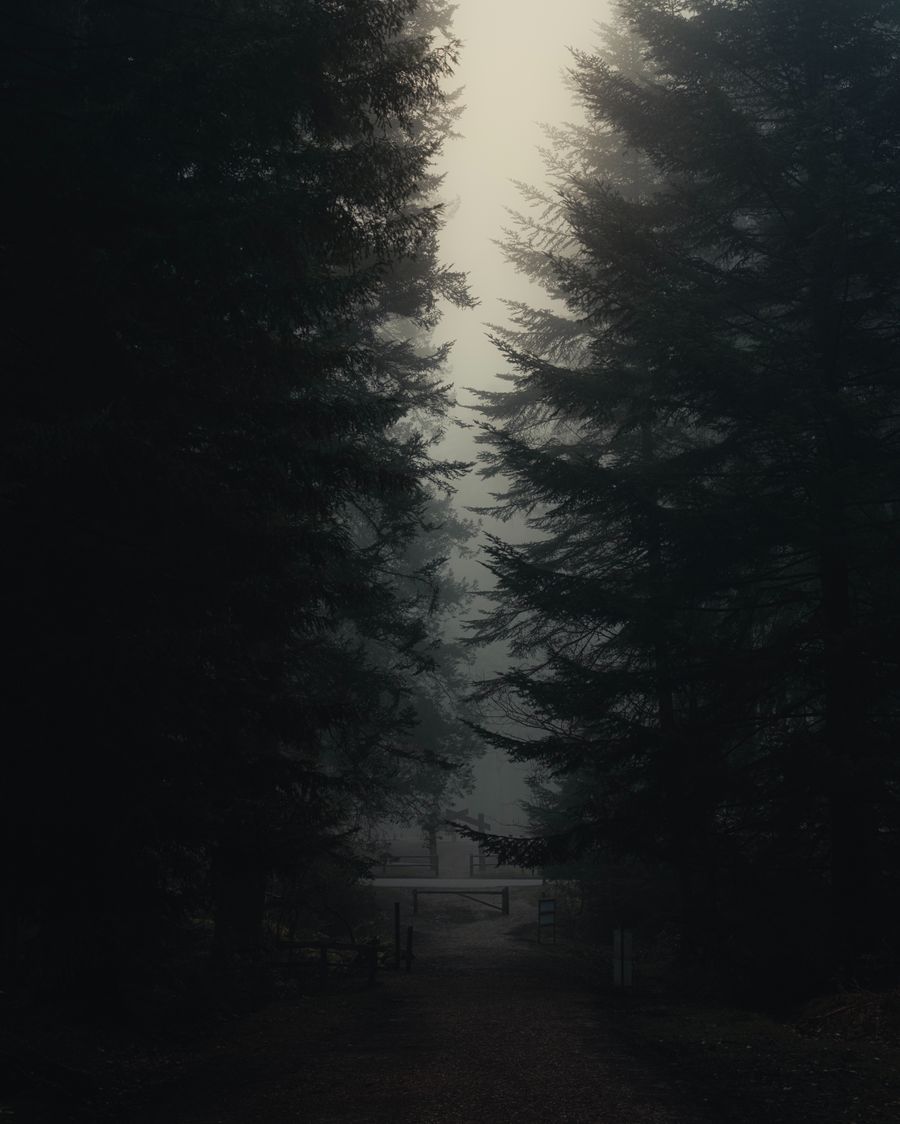 Forest rift