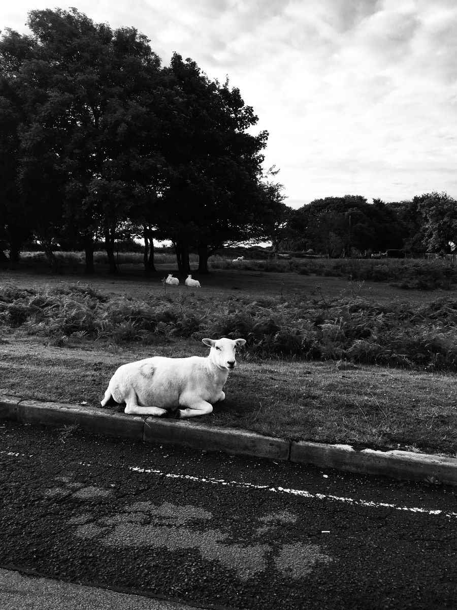 Sheep chillin'