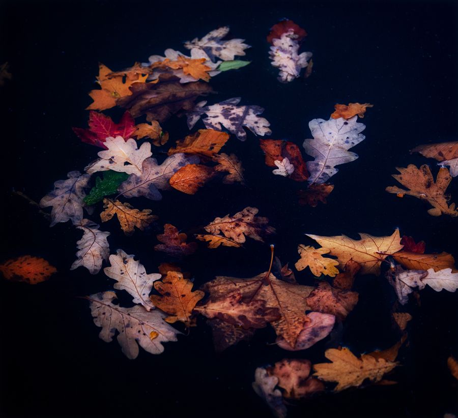 autumn koi