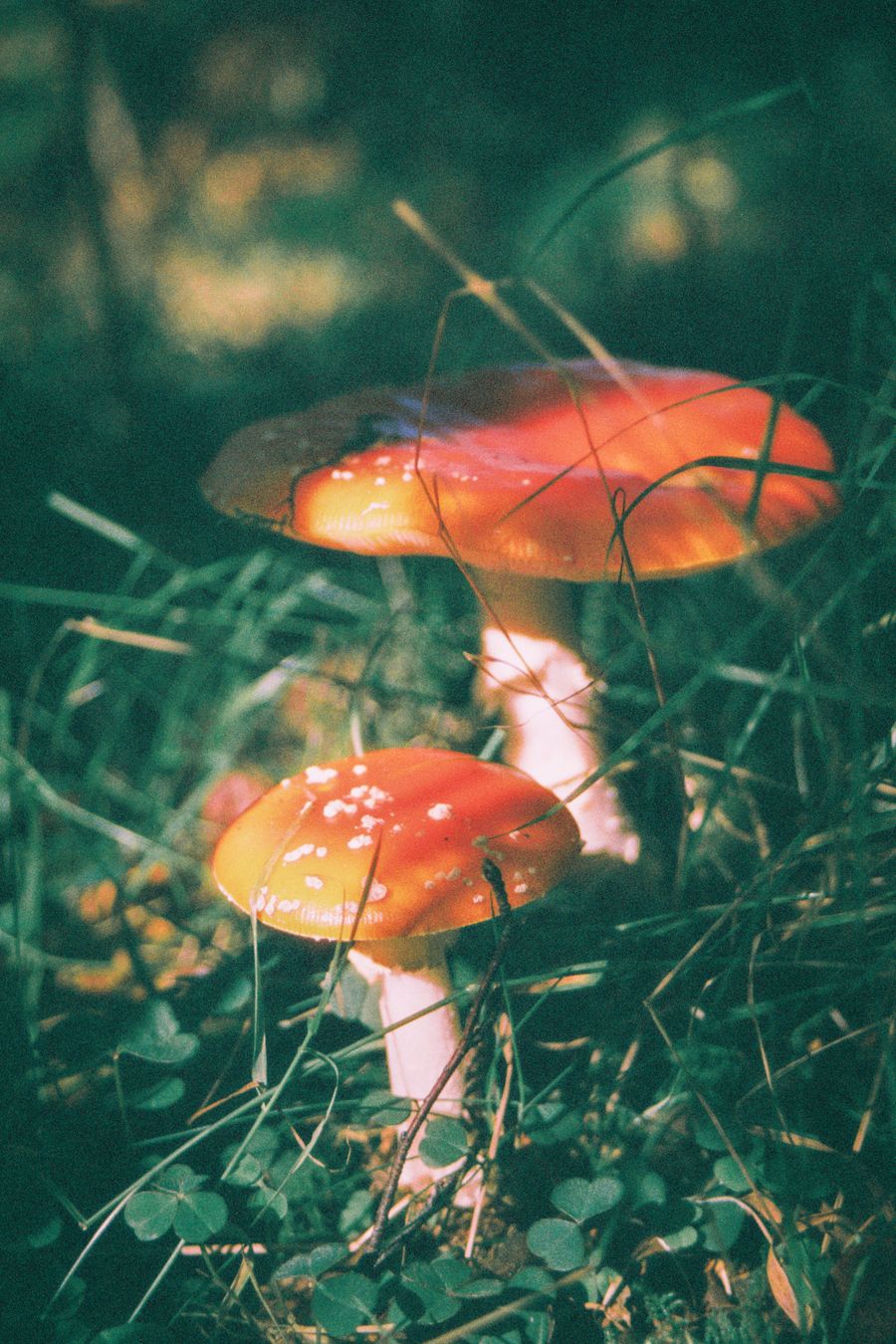 Mushrooms