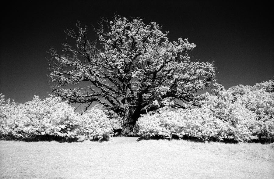Infrared Oak