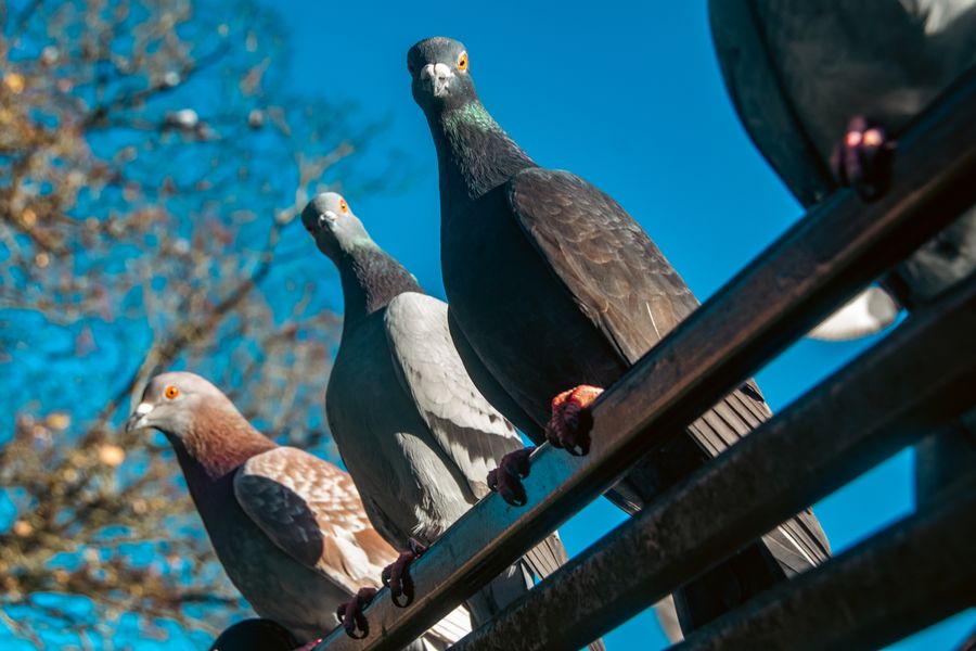 Pigeon Gang