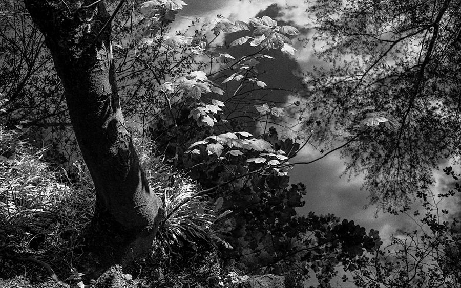 On Reflection: Water of Leith