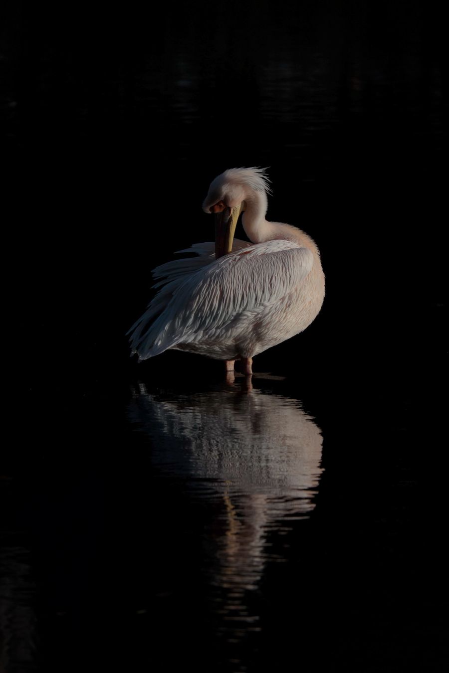 Reflection of Stillness