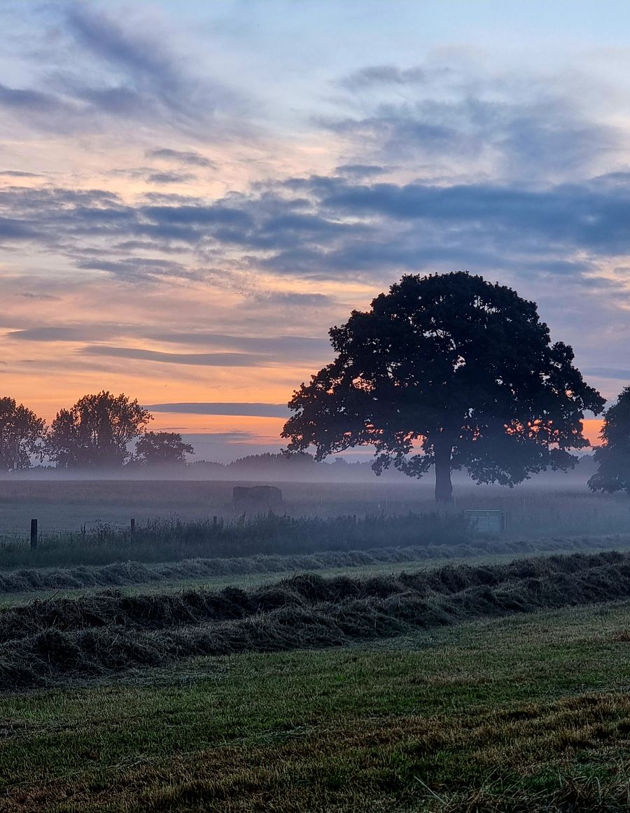 Misty summer sunrise