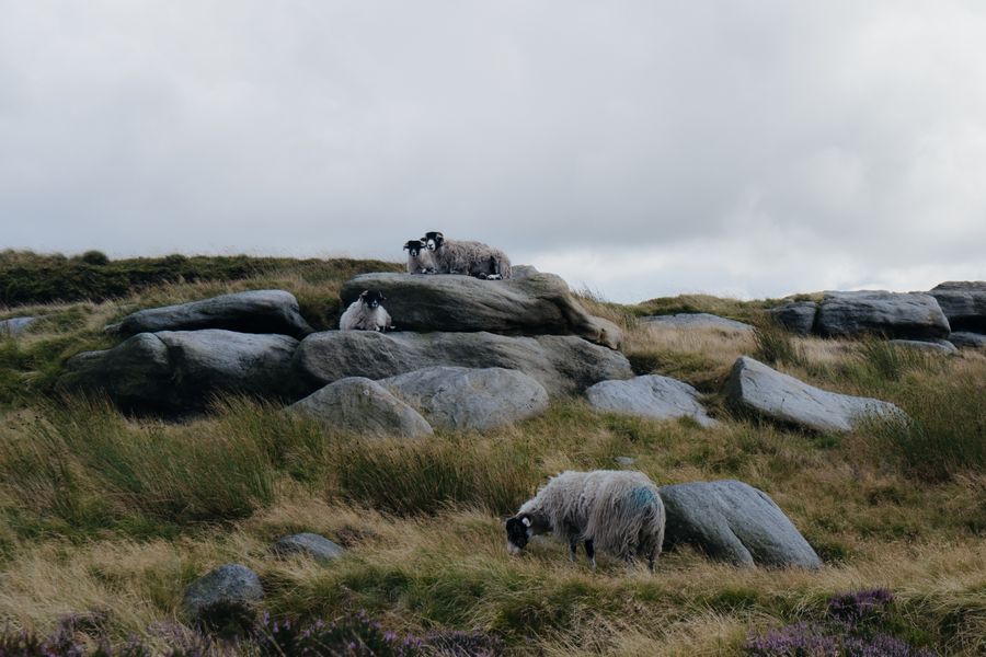 Feeling Sheepish