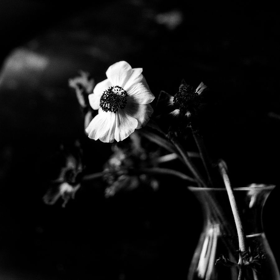Dark Anemone