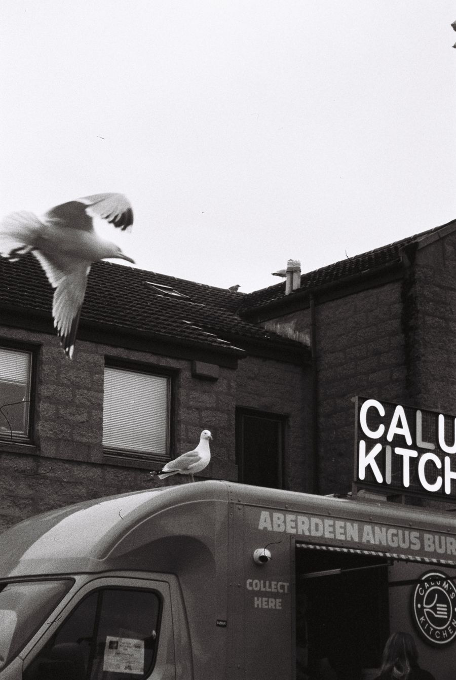 Aberdeen Gulls