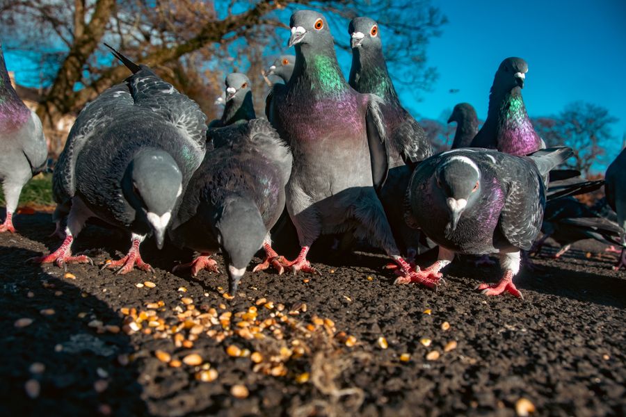 Pigeon Gang