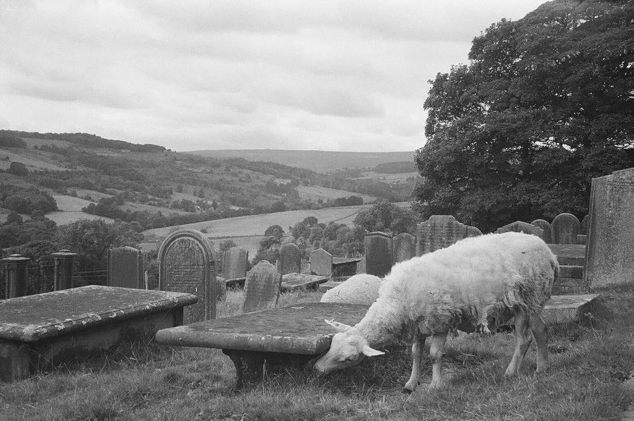 Sheep Graveyard