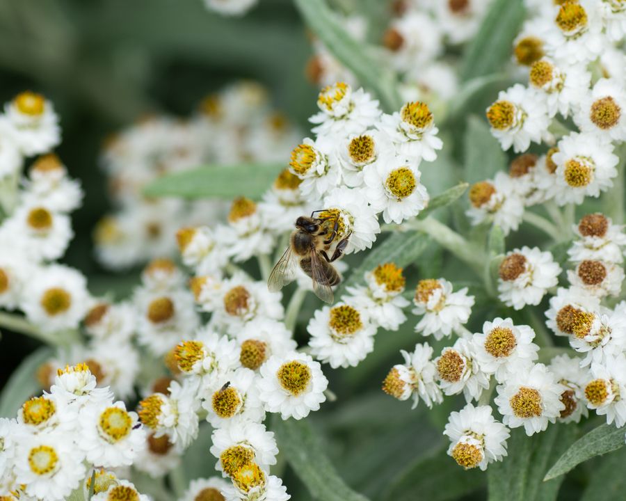 A Bees Bounty