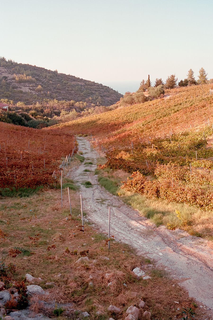 Vineyard