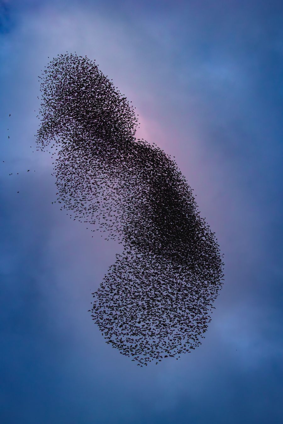 Murmuration of starlings