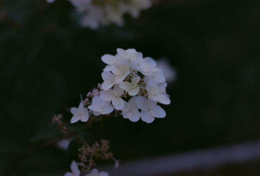 A flower in film