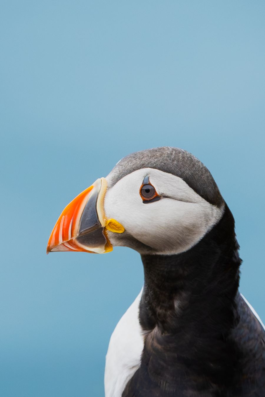 Puffin's Portrait