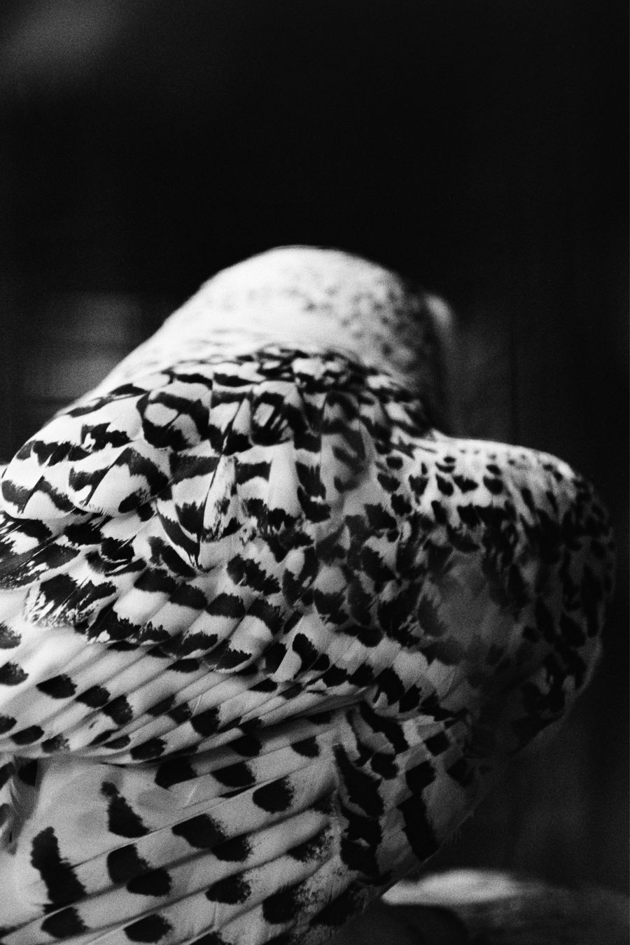 Snowy Owl