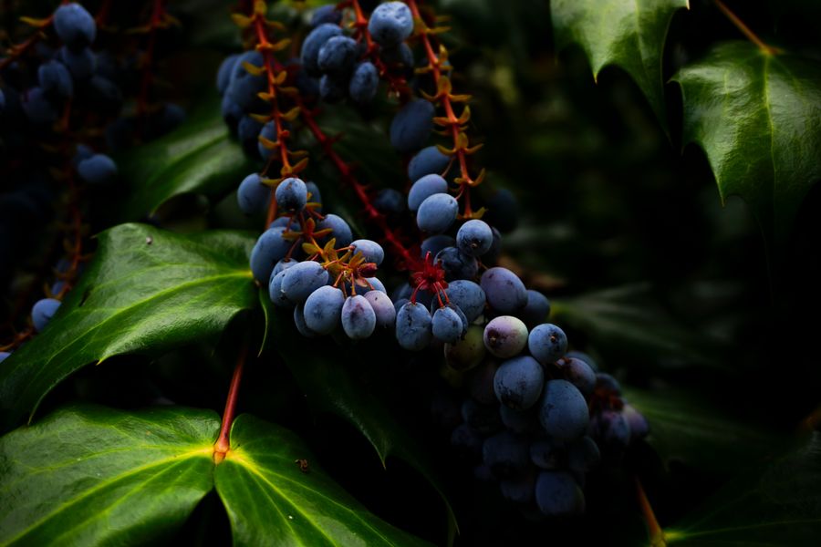 Barberries