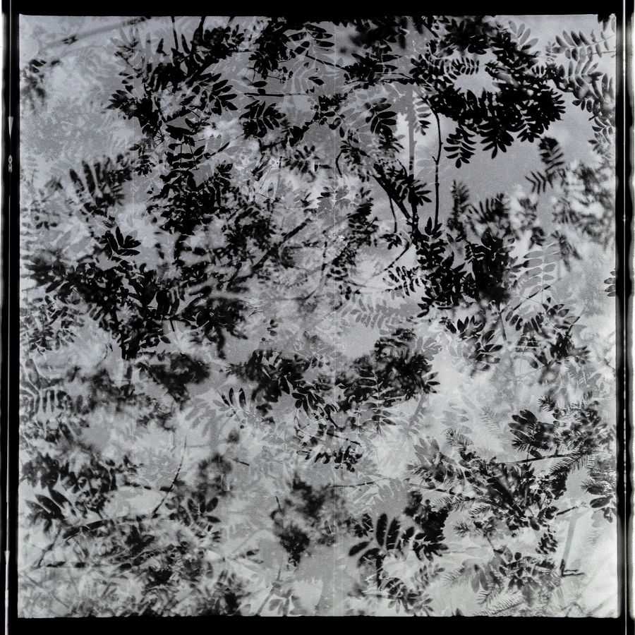 Leaves