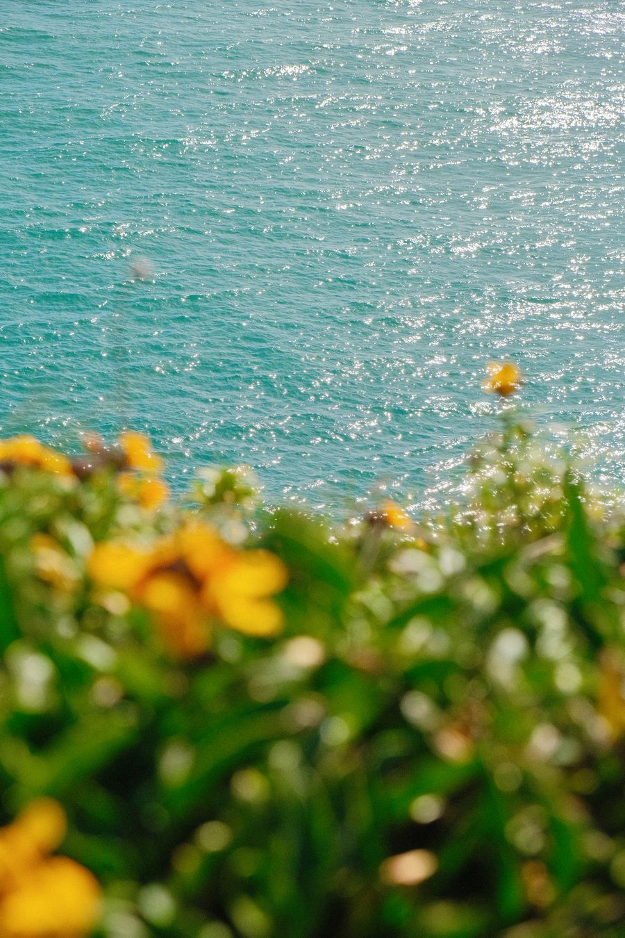 Ocean Vibes