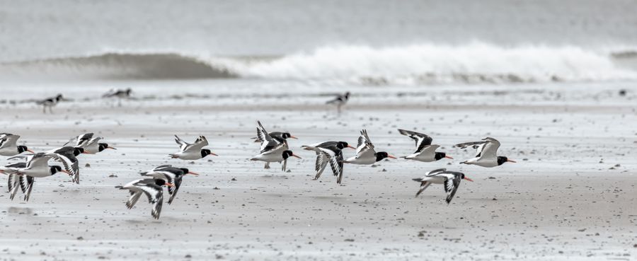 Oyster Catcher