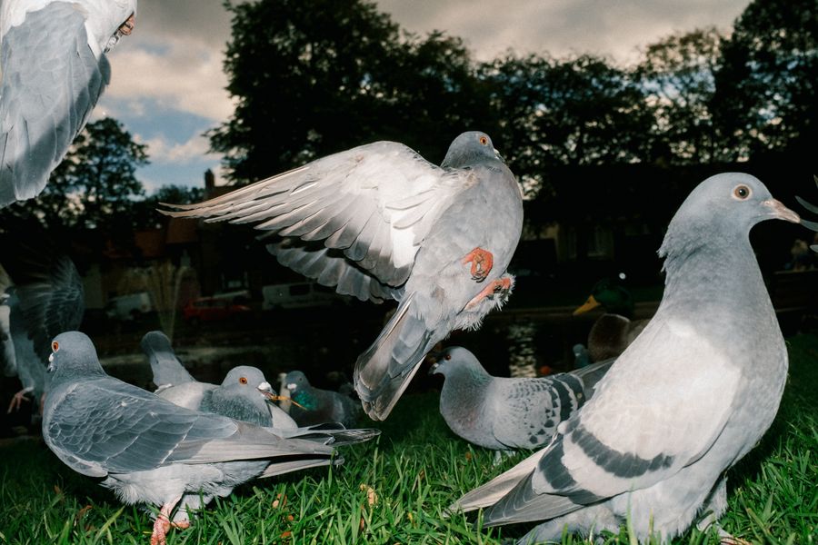 Birds #4