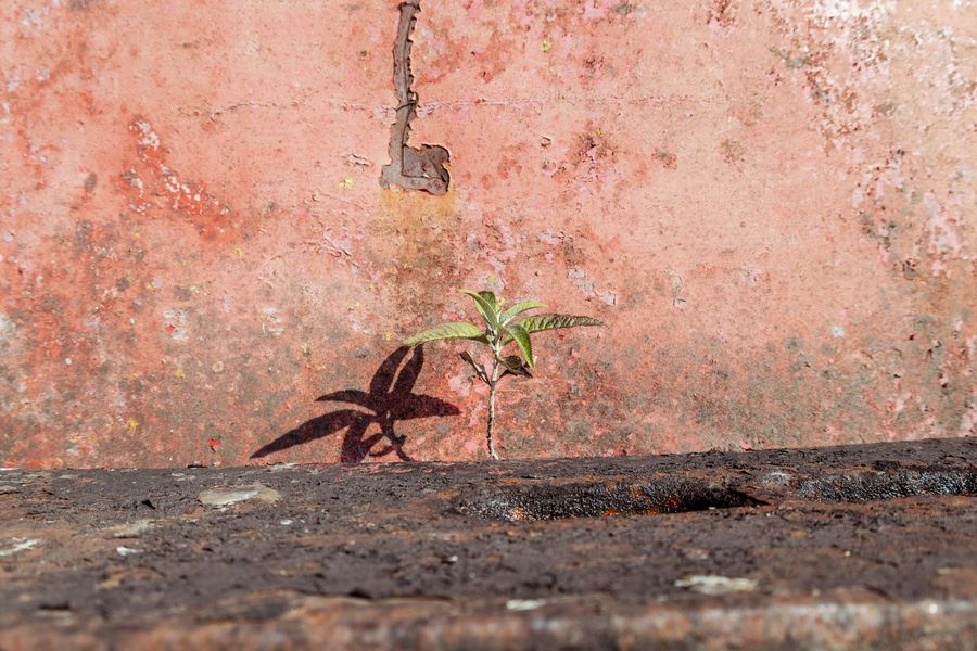 Growing pains