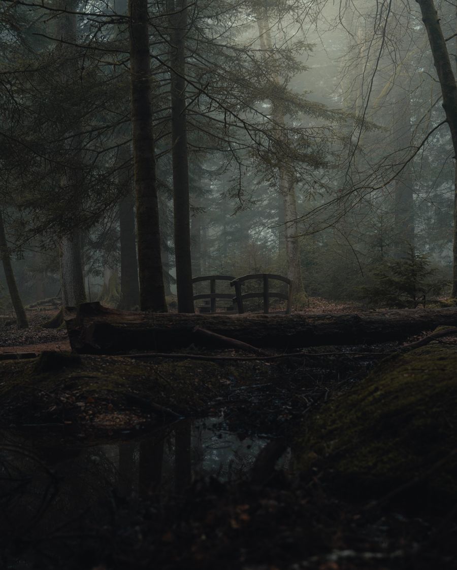 Bridge into the forbidden forest