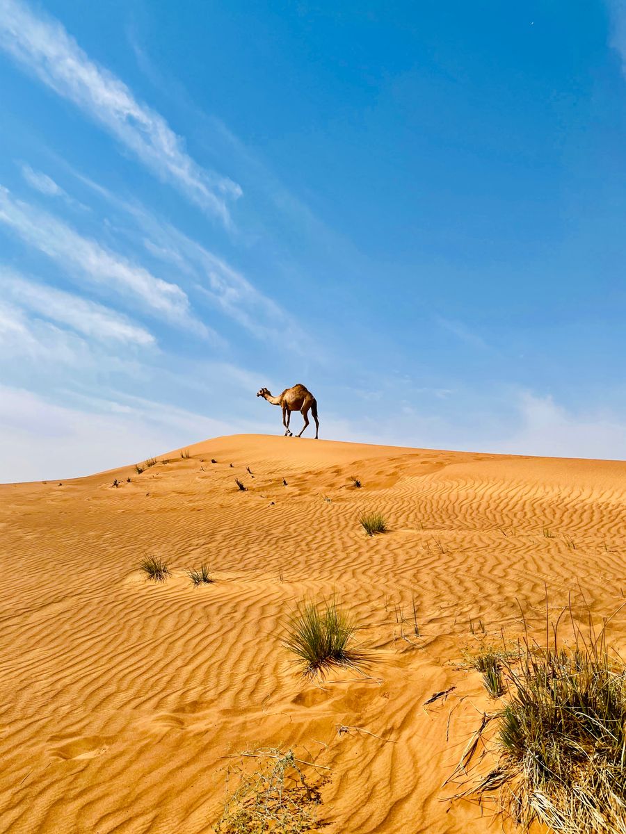 A Native Dubai Resident