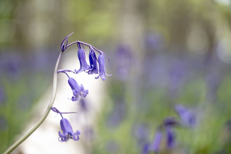Bluebells
