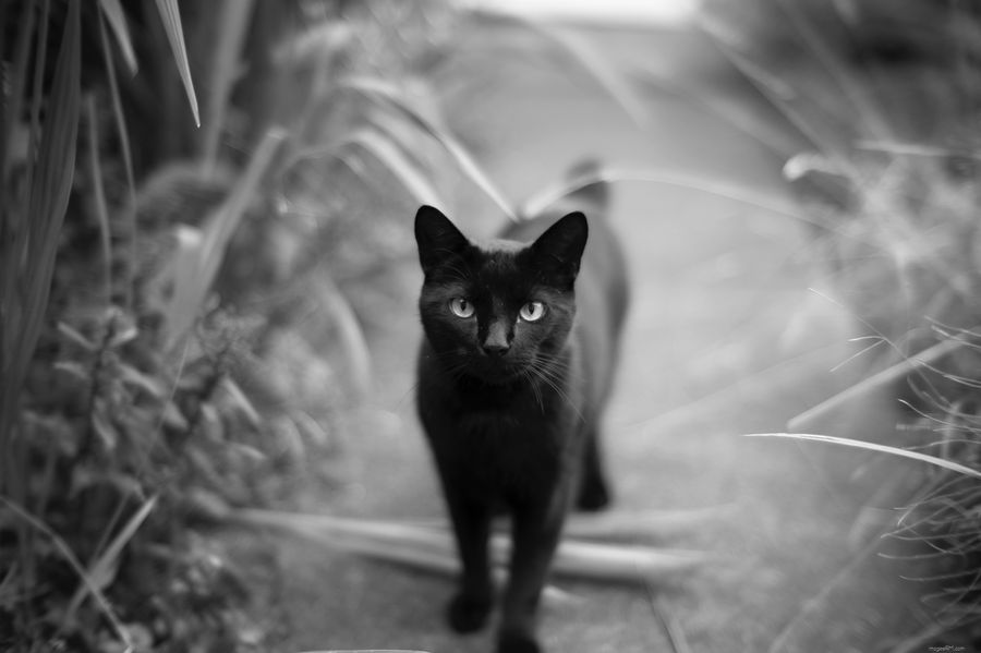 Black Cat On My Path